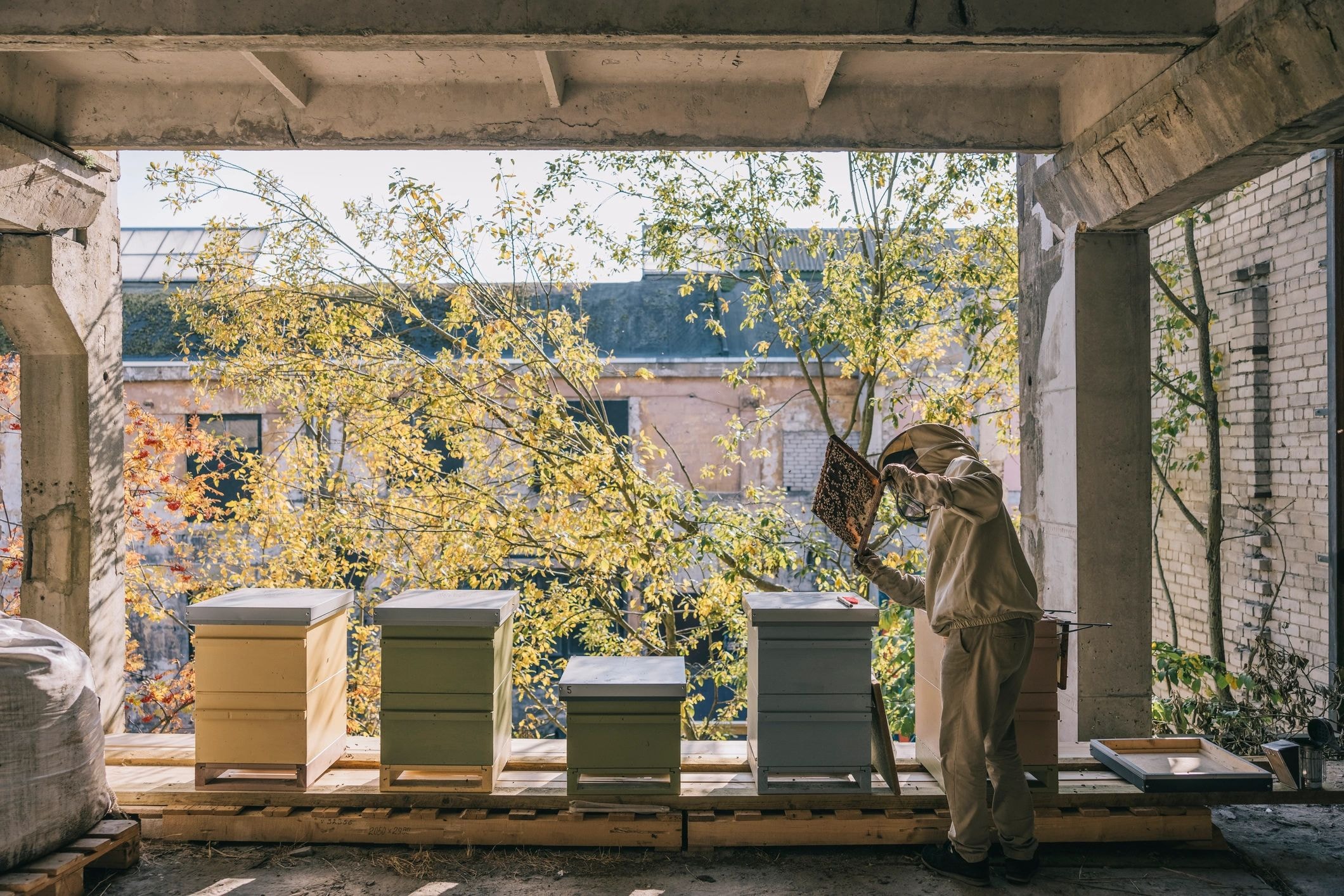Beekeeper tending hives on the homestead