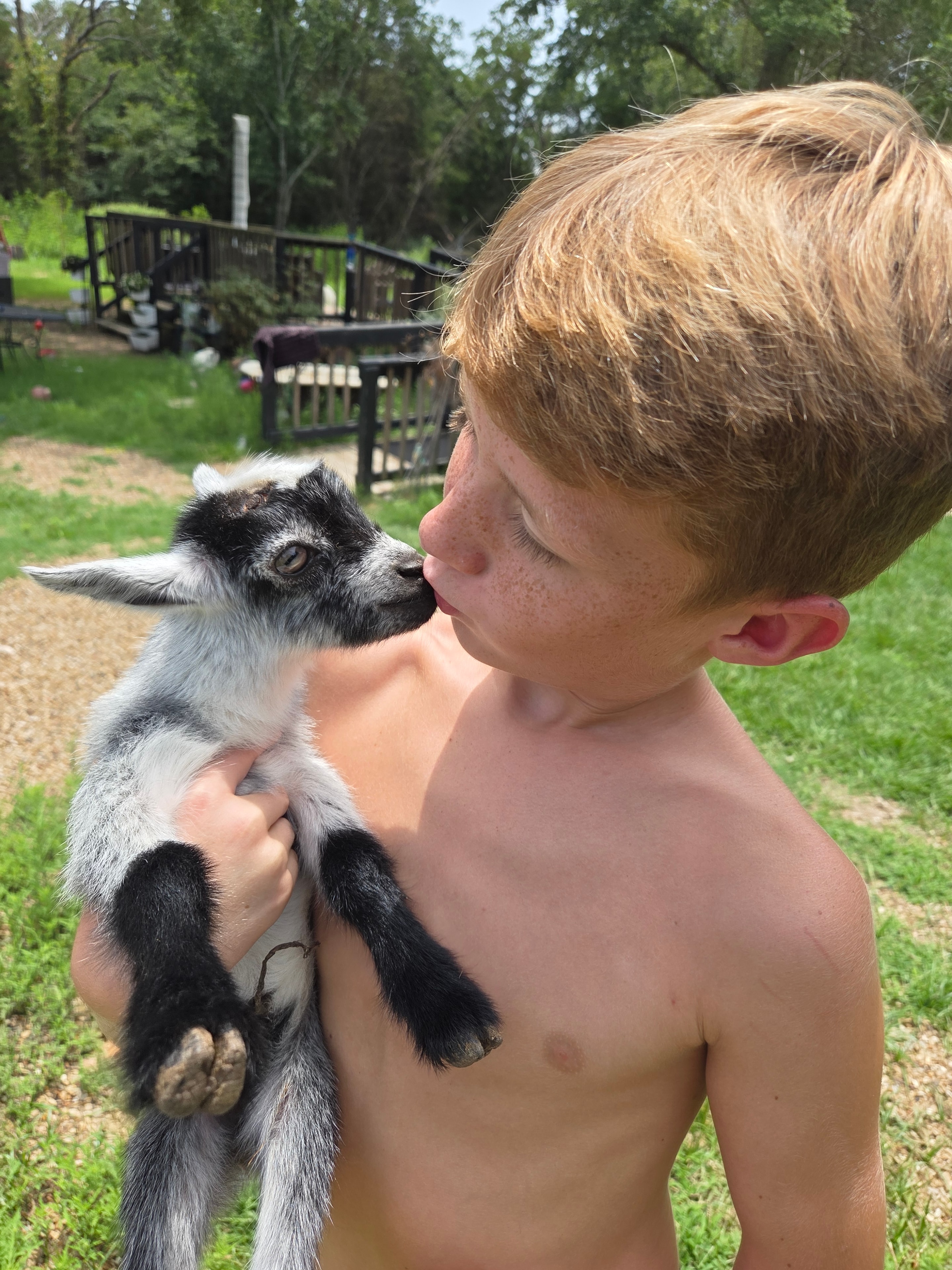 Boy kissing a baby goat on the homestead