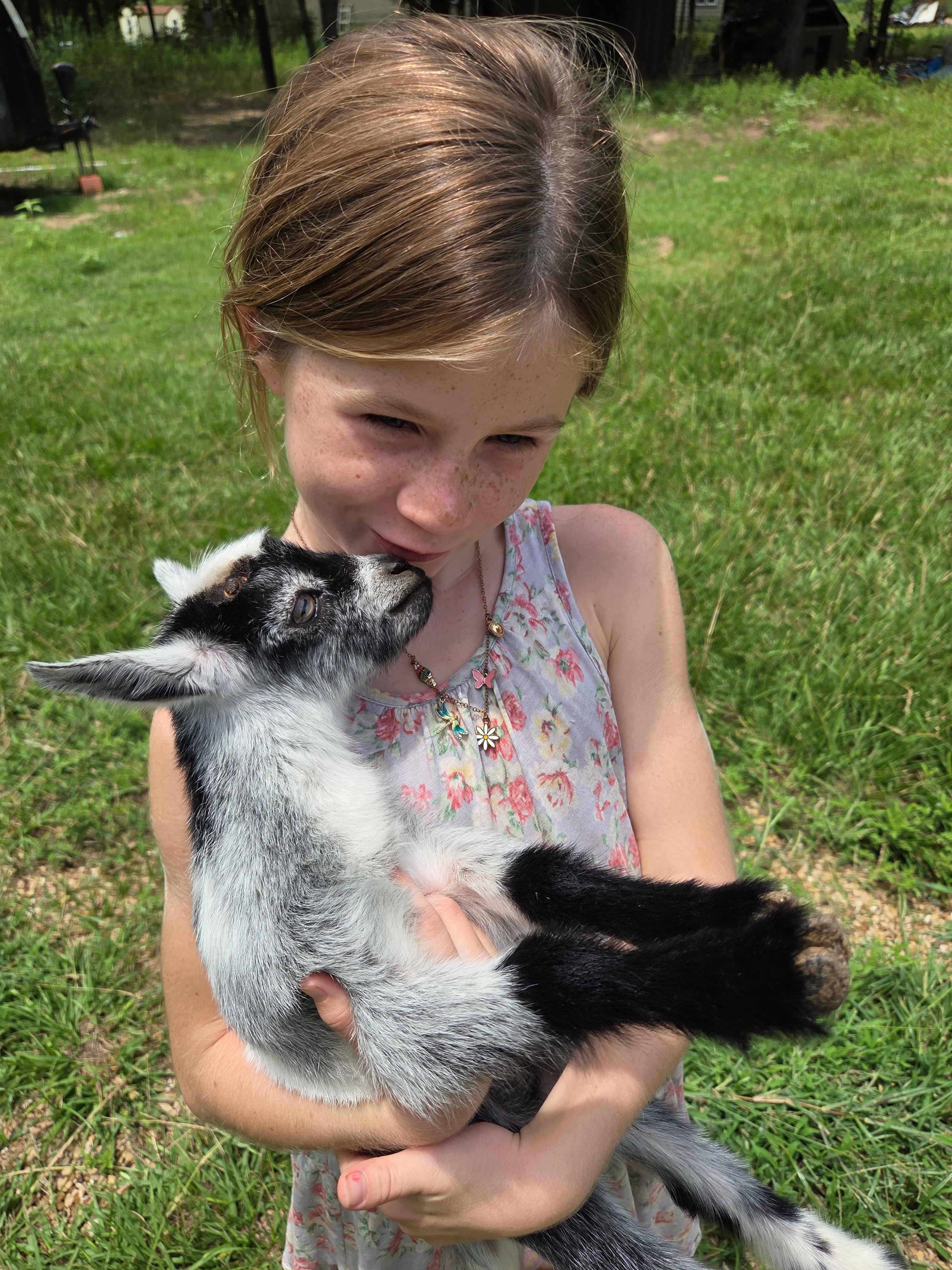 Girl cuddling a baby Nigerian Dwarf goat
