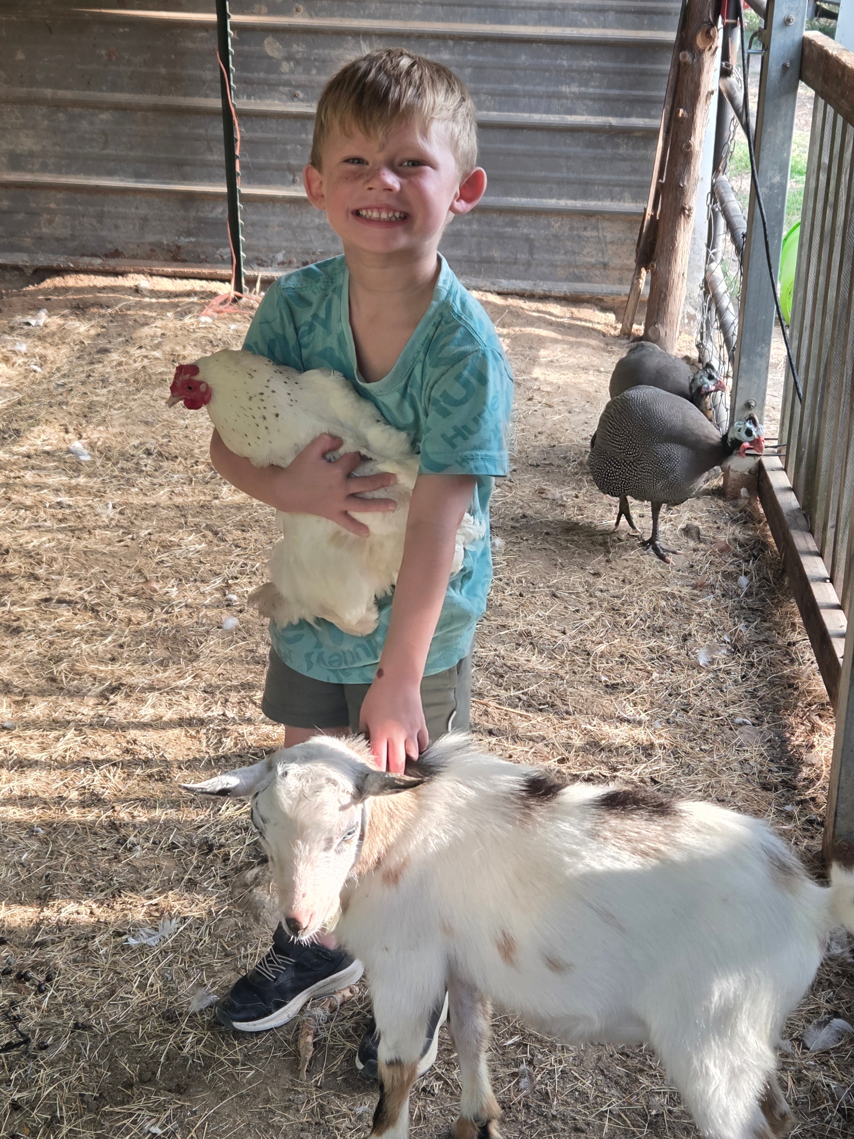 Boy with chicken and goat on the homestead